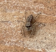 Menemerus bivittatus