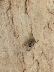 Menemerus bivittatus