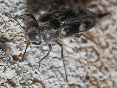 Tomoxia bucephala