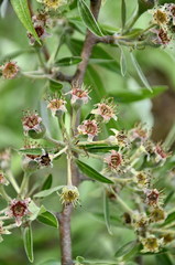 Pyrus salicifolia