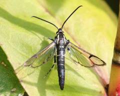 Synanthedon pictipes