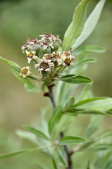 Pyrus salicifolia