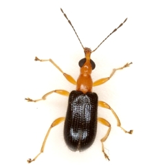 Eugnamptus angustatus