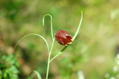 Fritillaria montana