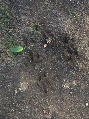 Odocoileus hemionus californicus