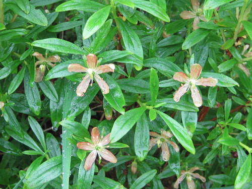 copperbush