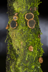 Velutarina