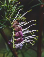 Grevillea rivularis