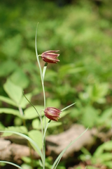 Fritillaria montana