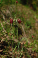 Fritillaria montana