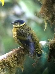 Ampelioides tschudii