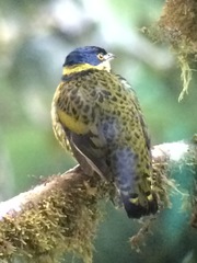 Ampelioides tschudii