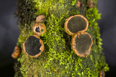 Velutarina