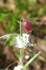 Fritillaria montana