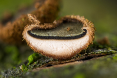 Velutarina