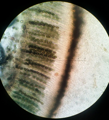 Velutarina