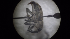 Pseudocentrinus ochraceus