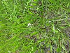Phlox longifolia longifolia