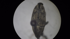 Pseudocentrinus ochraceus