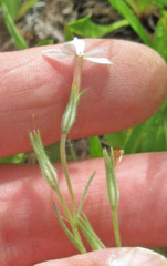 Phlox longifolia longifolia