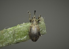 Trichopterapion holosericeum