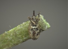 Trichopterapion holosericeum