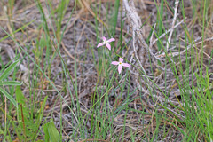 Phlox longifolia longifolia