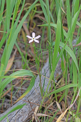 Phlox longifolia longifolia