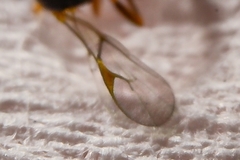 Lysiphlebus testaceipes