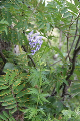 Aconitum nasutum