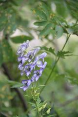 Aconitum nasutum