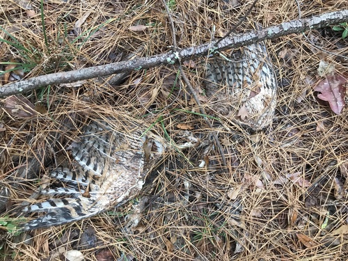Great Horned Owl photographed in South Carolina