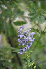 Aconitum nasutum