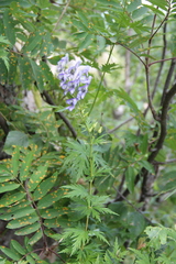 Aconitum nasutum