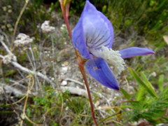 Disa venusta