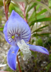 Disa venusta