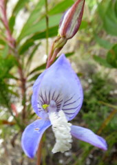 Disa venusta