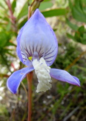 Disa venusta