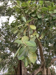 Magnoliopsida