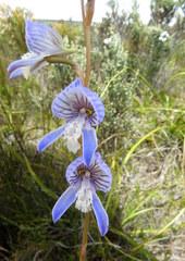 Disa venusta