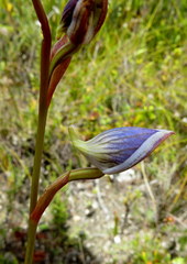 Disa venusta