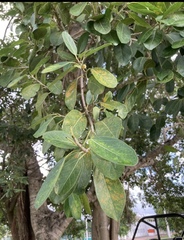 Magnoliopsida