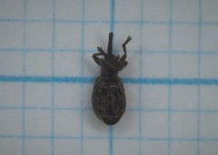 Trichopterapion holosericeum