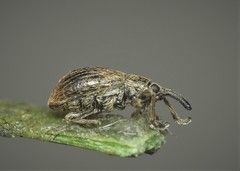 Trichopterapion holosericeum