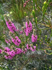 Erica pulchella