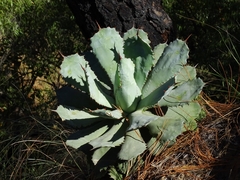 Agave guadalajarana