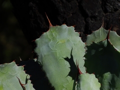 Agave guadalajarana