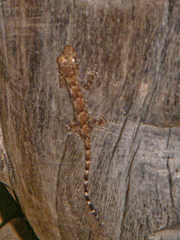 Hemidactylus mercatorius