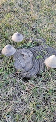 Galeropsidaceae