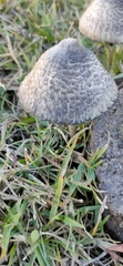Galeropsidaceae